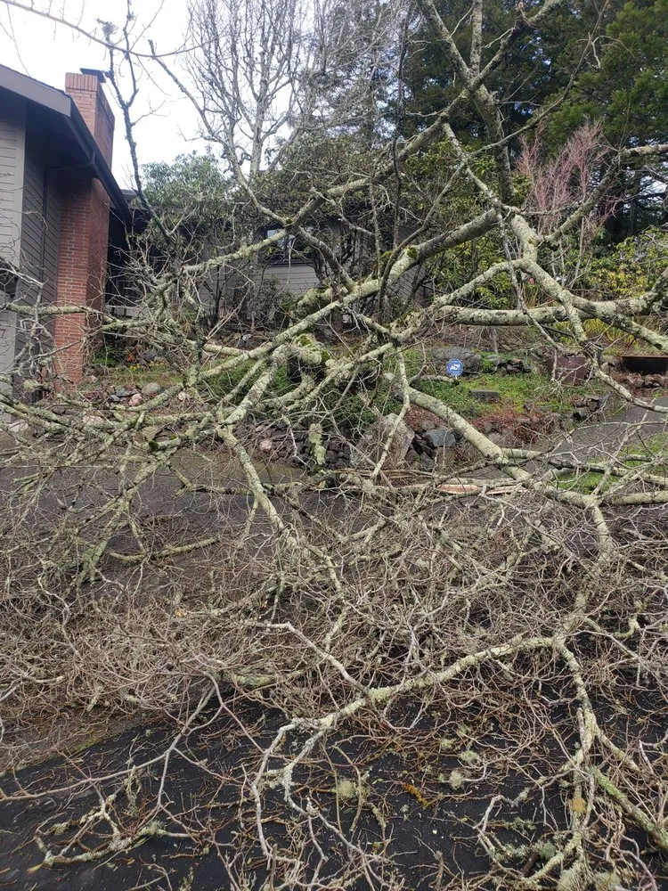 Trusted residential landscaping experts serving San Pablo, CA - Landscaping Jose's