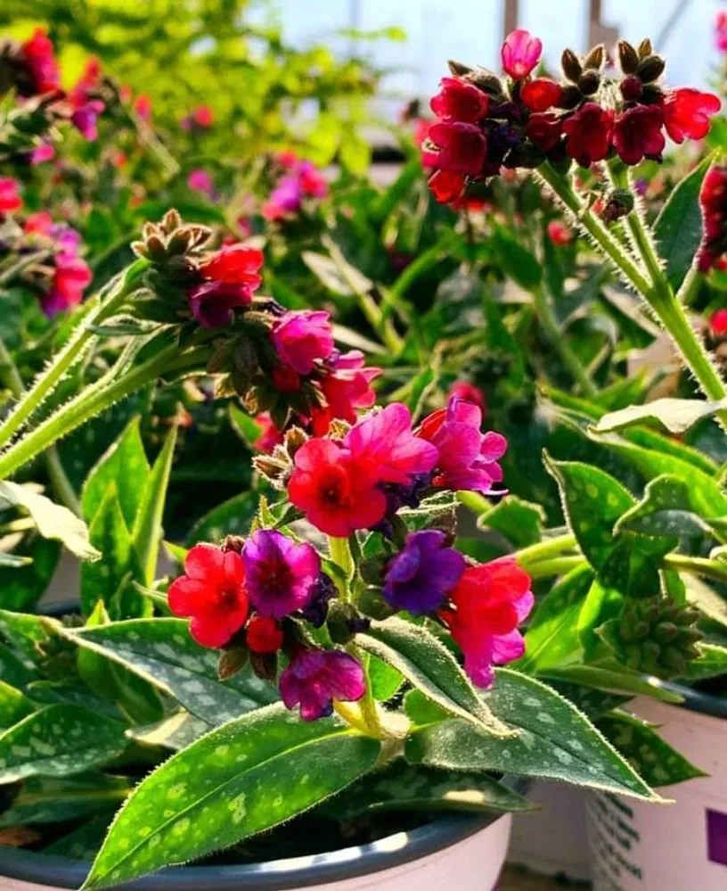 Top-rated lawn care service in Edmond, OK - Landscaping Kings & Masonry