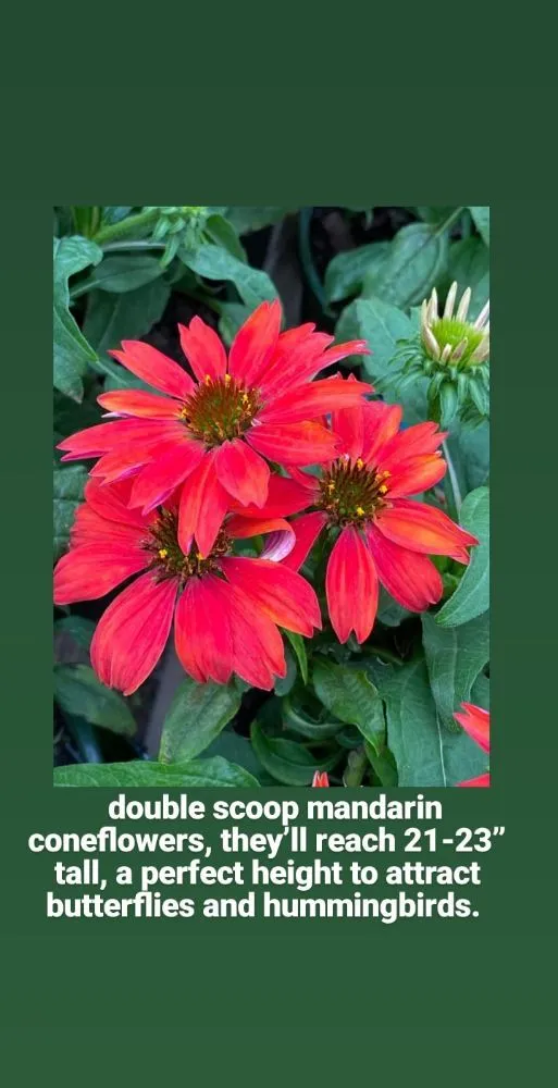 Custom landscaping services experts serving Edmond, OK - Landscaping Kings & Masonry