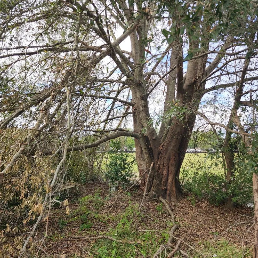 Professional lawn care service for beautiful yards in Lakeland, FL by Landscaping Kingz