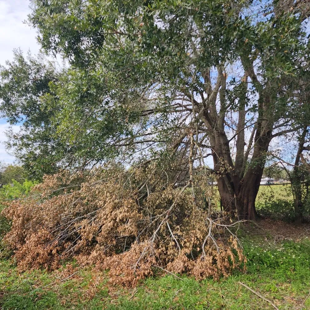 Custom landscape design in Lakeland, FL - Landscaping Kingz