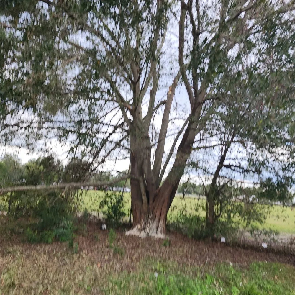 Expert outdoor landscaping in Lakeland, FL by Landscaping Kingz