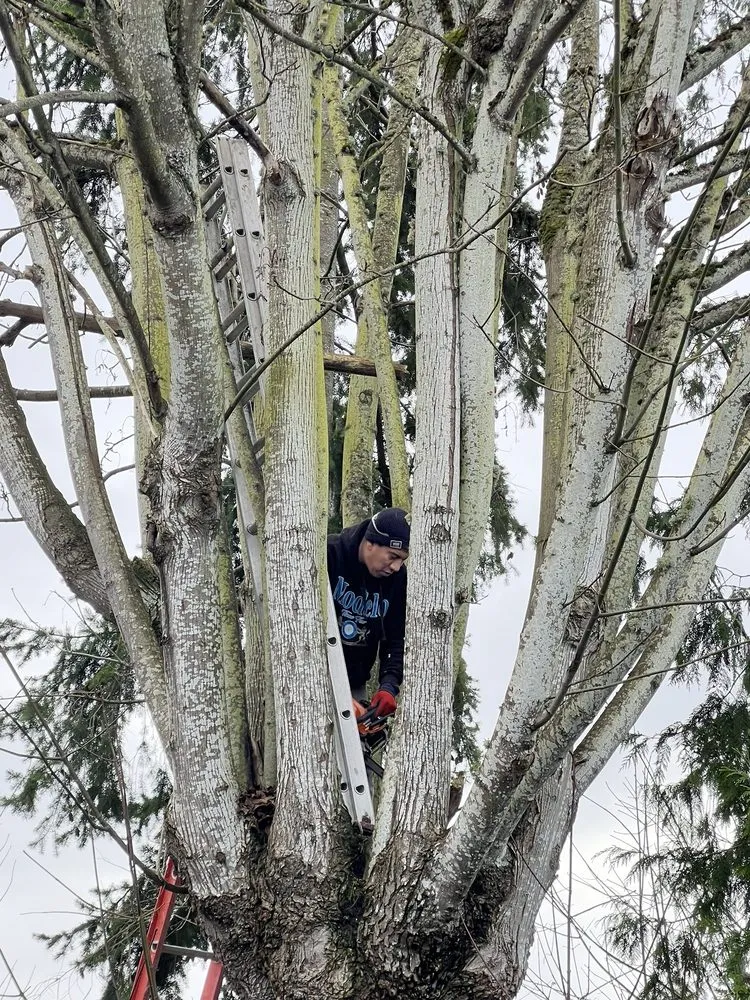 Trusted lawn care service in Auburn, WA - Landscaping Landin