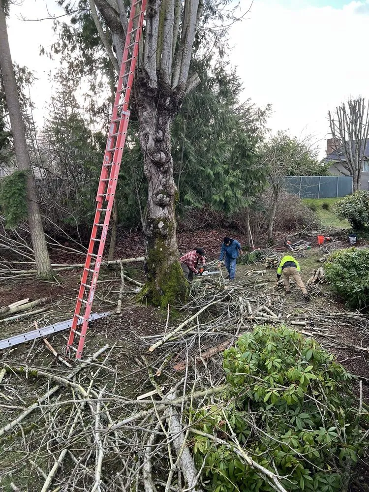 Affordable yard cleanup service in Auburn, WA - Landscaping Landin