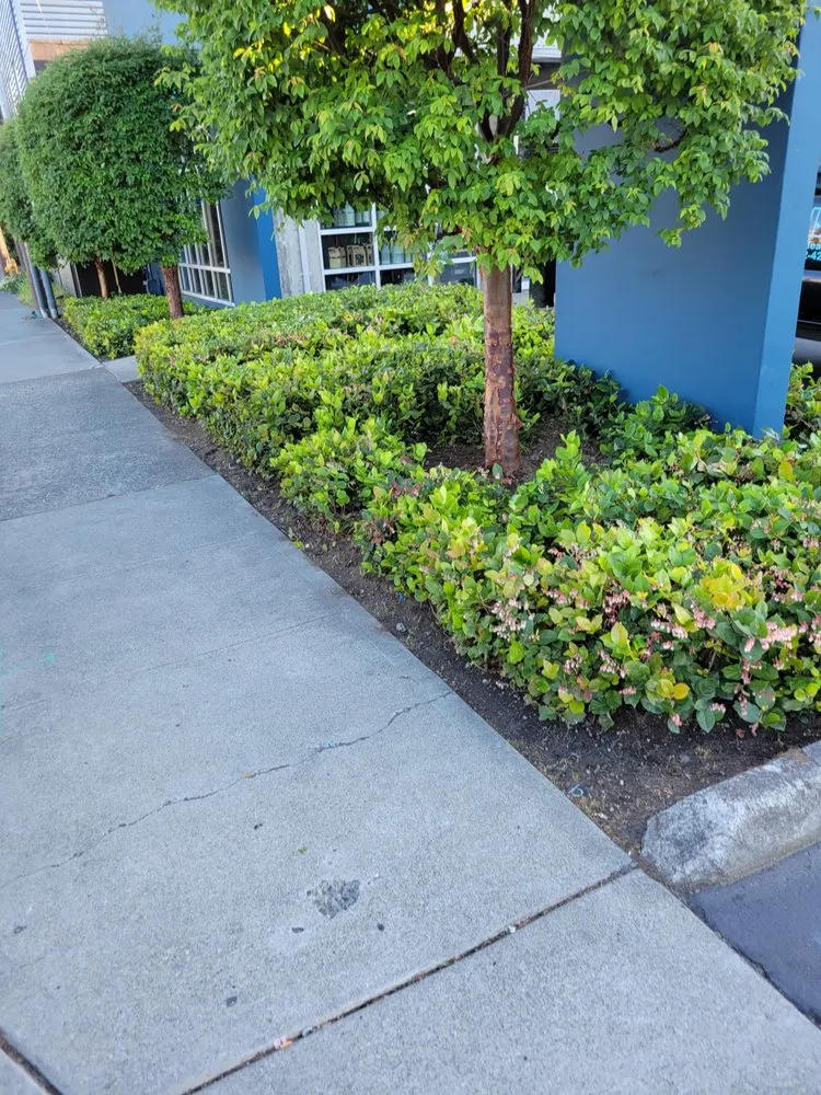 Trusted lawn care service experts serving Auburn, WA - Landscaping Landin