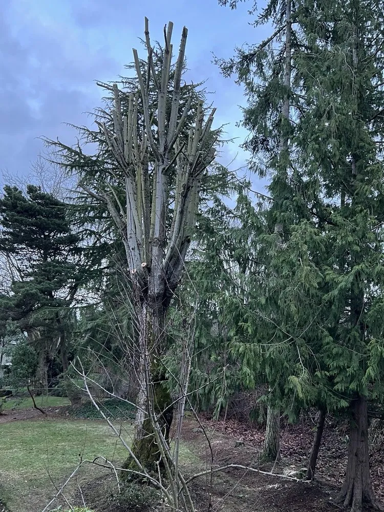 Trusted yard maintenance in Auburn, WA by Landscaping Landin