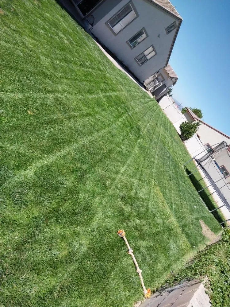 Trusted yard maintenance for year-round maintenance across Bakersfield, CA - Landscaping Lisandro