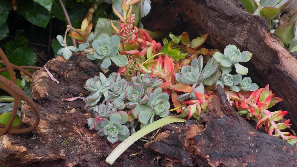 Reliable landscape design in Sausalito, CA - Landscaping Logic