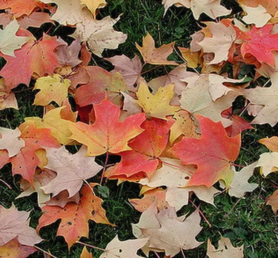 Trusted landscape design experts serving Chicago, IL - Landscaping Maintenance by Moritz Welt