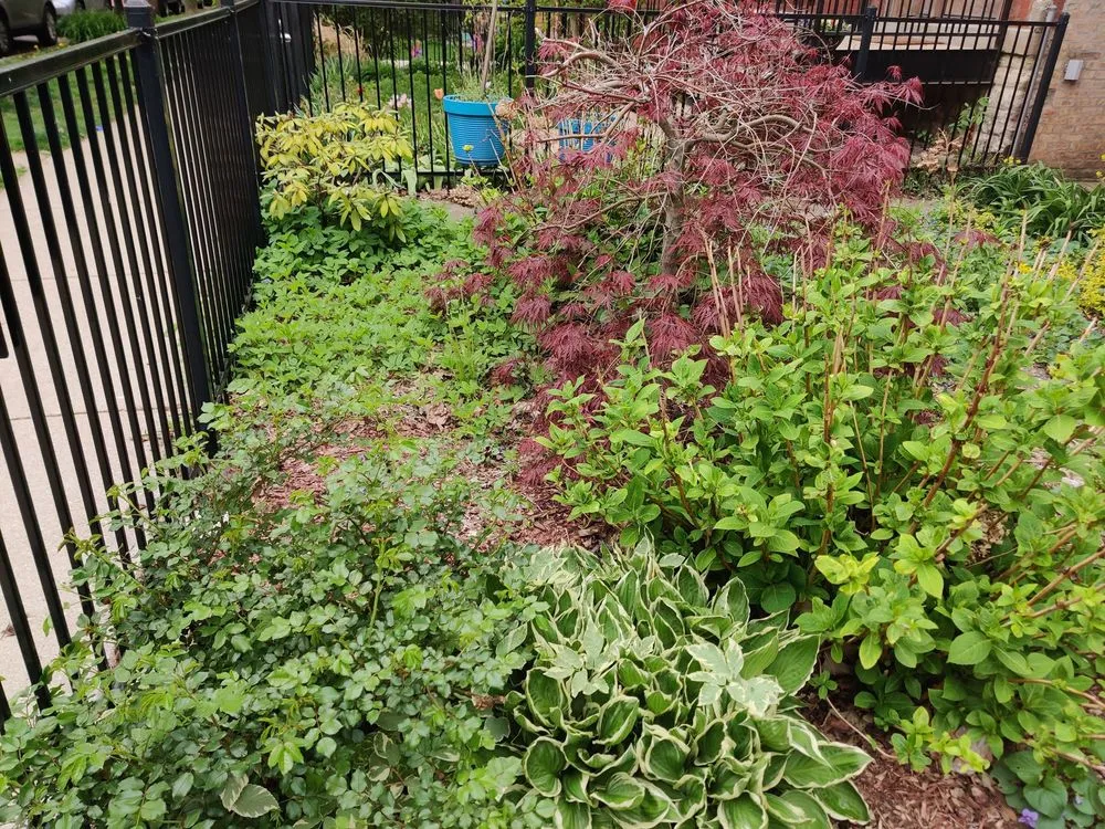 Expert yard maintenance experts serving Chicago, IL - Landscaping Maintenance by Moritz Welt