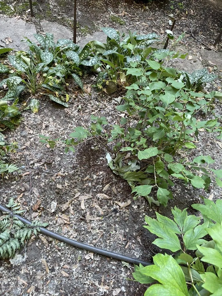 Expert lawn mowing service in Chicago, IL - Landscaping Maintenance by Moritz Welt