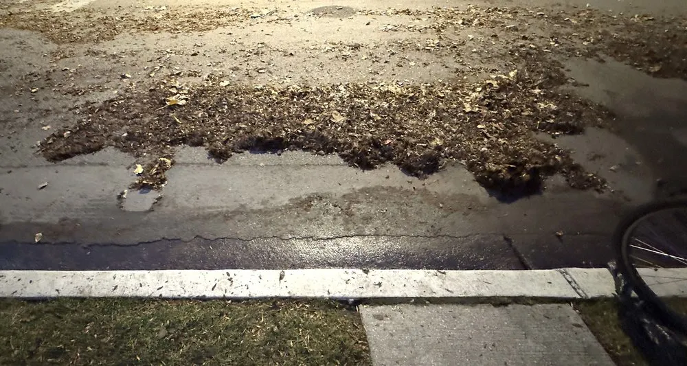 Custom garden landscaping in Chicago, IL - Landscaping Maintenance by Moritz Welt