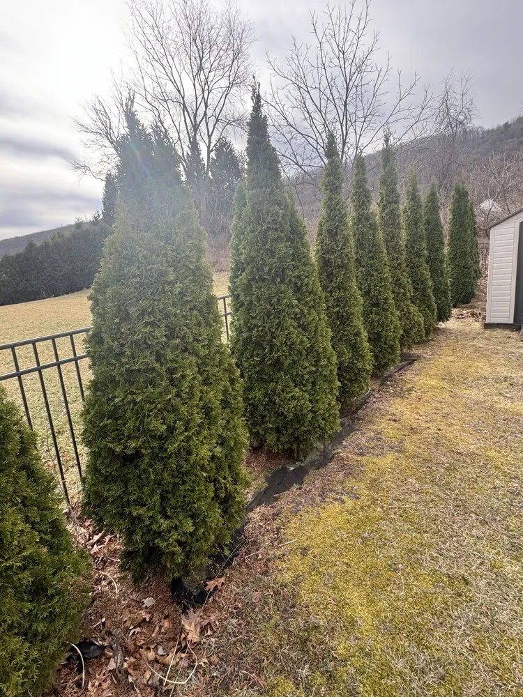 Custom yard cleanup service in Drums, PA by Landscaping Maintenance