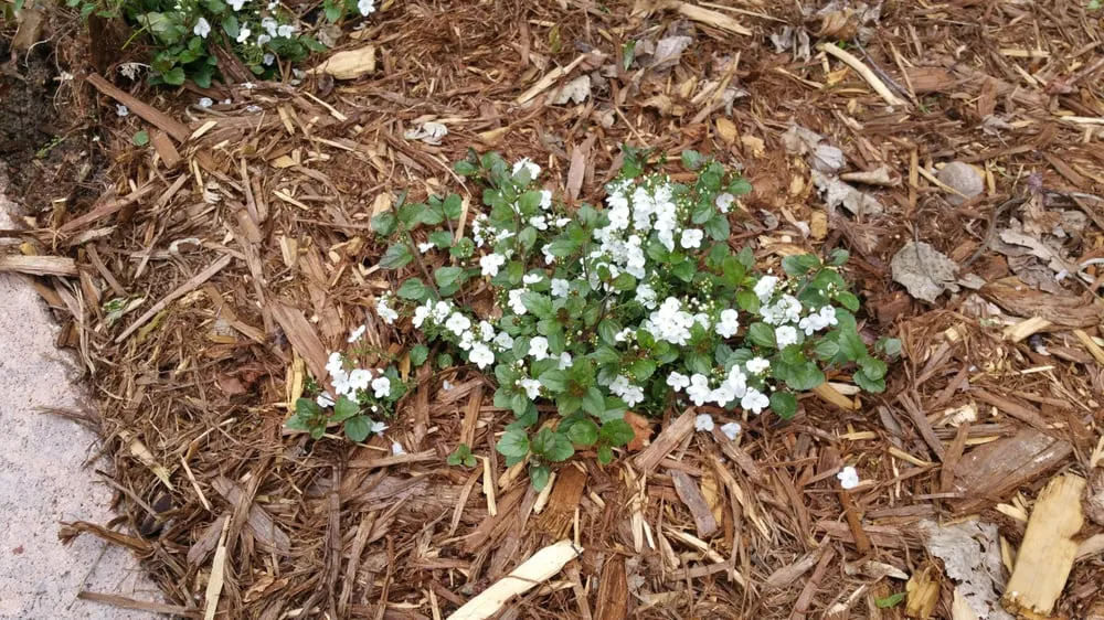 Top-rated landscape design for beautiful yards in Colorado Springs, CO by Landscaping Matters