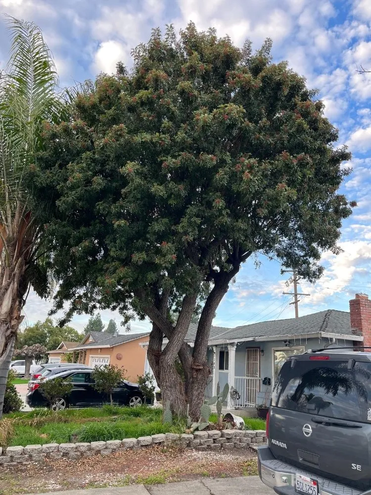 Local garden landscaping experts serving San José, CA - Landscaping Mendoza