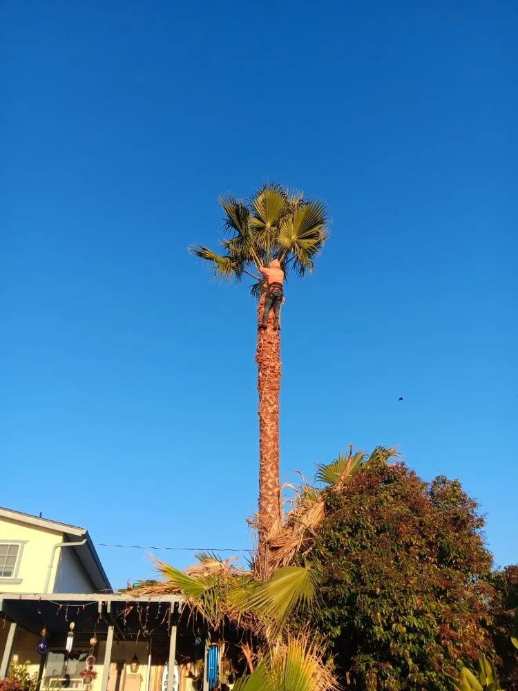 Top-rated outdoor landscaping in San José, CA by Landscaping Mendoza