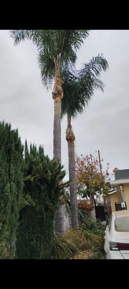 Expert landscape installation in San José, CA - Landscaping Mendoza