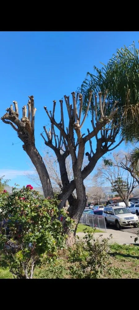 Affordable garden landscaping experts serving San José, CA - Landscaping Mendoza