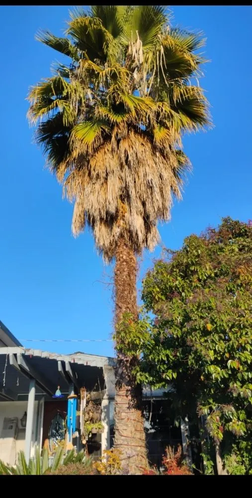 Professional outdoor landscaping in San José, CA by Landscaping Mendoza