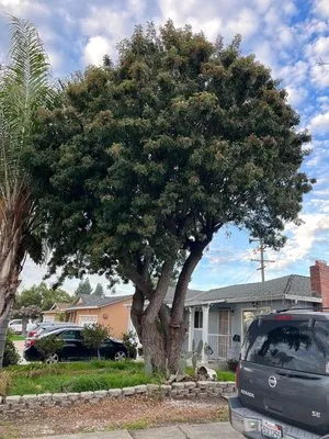 Landscaping Mendoza Logo