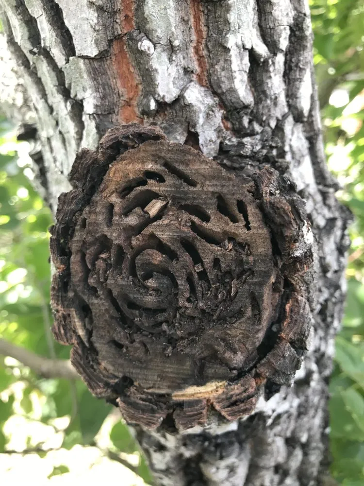 Custom lawn care service with custom design across College Station, TX - Landscaping Ninjas