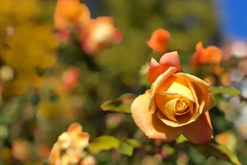 Custom landscape design for homes across Napa, CA - Landscaping Of The Valley