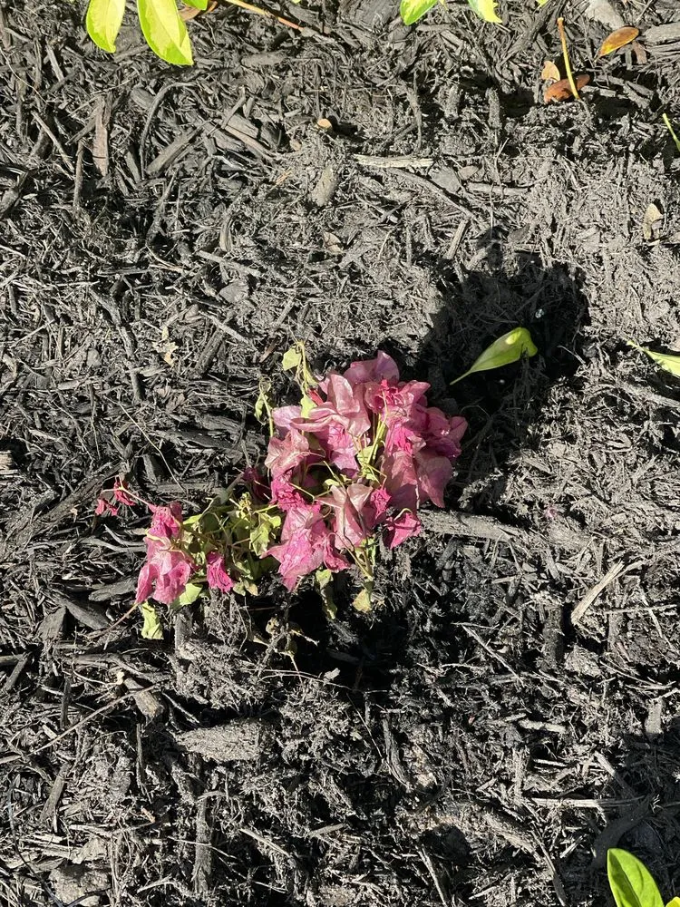 Top-rated lawn care service for year-round maintenance across Sarasota, FL - Landscaping on a Budget