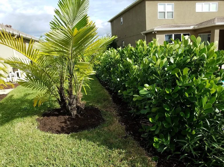 Expert landscaping services in Sarasota, FL by Landscaping on a Budget