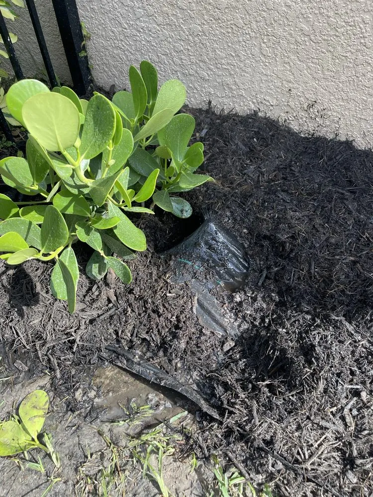 Top-rated lawn mowing service experts serving Sarasota, FL - Landscaping on a Budget