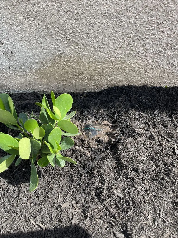 Affordable outdoor landscaping for year-round maintenance across Sarasota, FL - Landscaping on a Budget