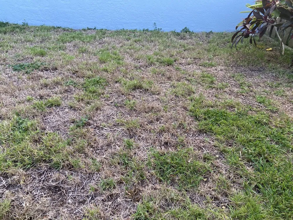 Local landscape design in Sarasota, FL by Landscaping on a Budget