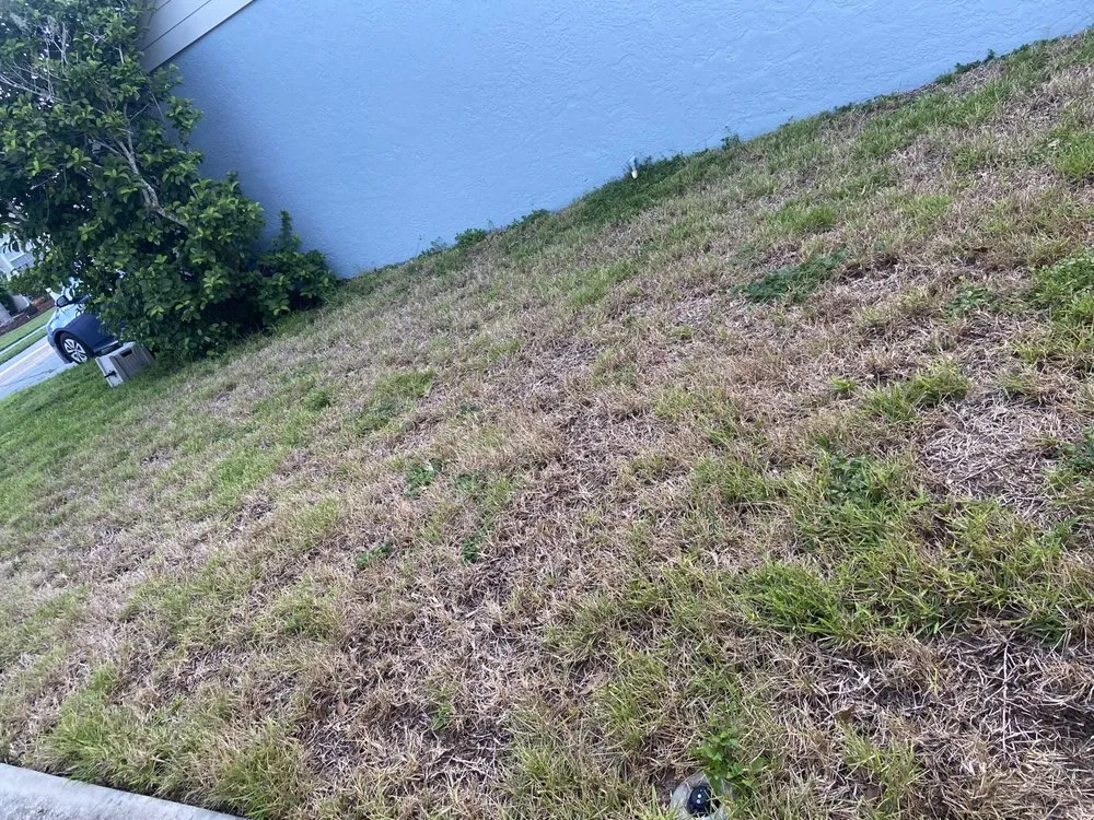 Top-rated yard maintenance for year-round maintenance across Sarasota, FL - Landscaping on a Budget