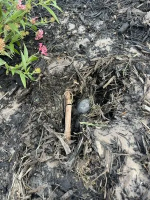 Landscaping on a Budget Logo