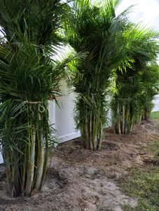 Reliable landscaping services for residential properties across Tampa, FL - Landscaping On The Bay