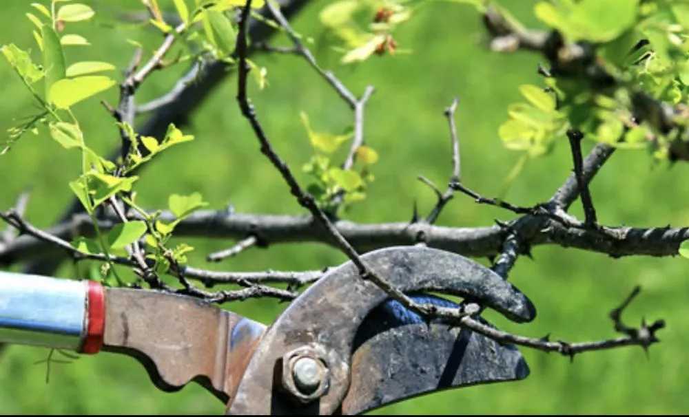 Affordable landscaping services in North Miami, FL by Landscaping PHC