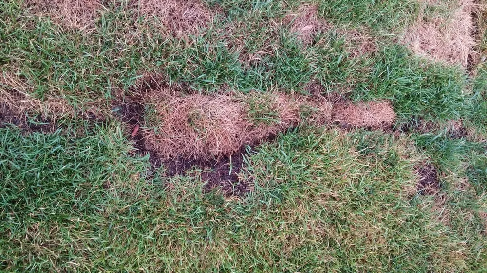 Expert landscape installation for year-round maintenance across Ogden, UT - Landscaping Plus