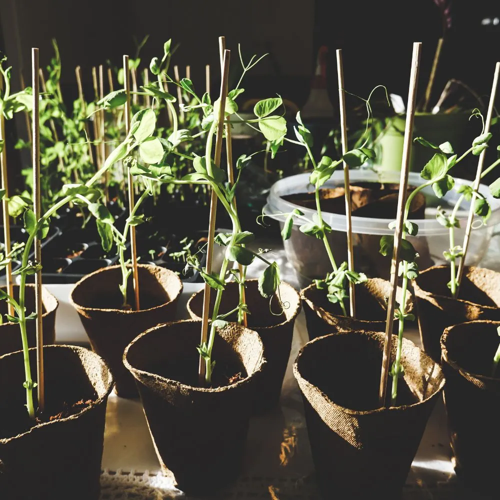 Custom yard cleanup service in El Cajon, CA by Landscaping Pros El Cajon