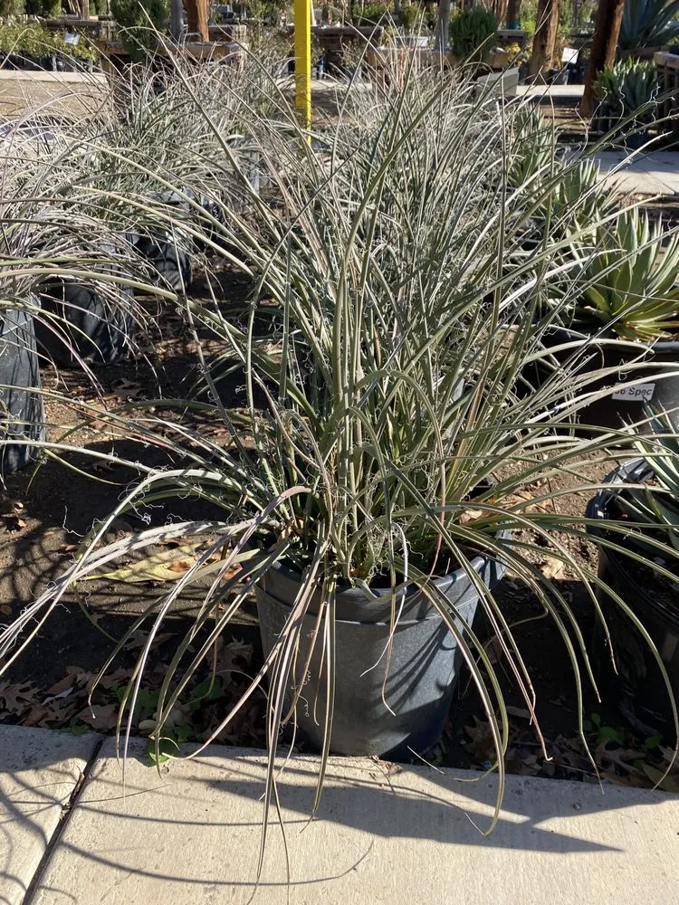 Custom yard cleanup service for residential properties across Las Vegas, NV - Landscaping Pros