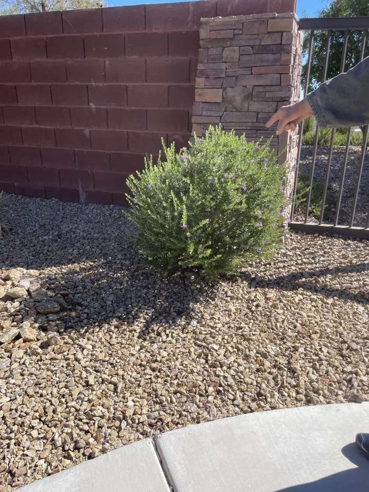 Trusted outdoor landscaping for year-round maintenance in Las Vegas, NV by Landscaping Pros