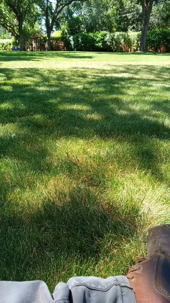 Professional yard cleanup service in Sacramento, CA by Landscaping Sacramento