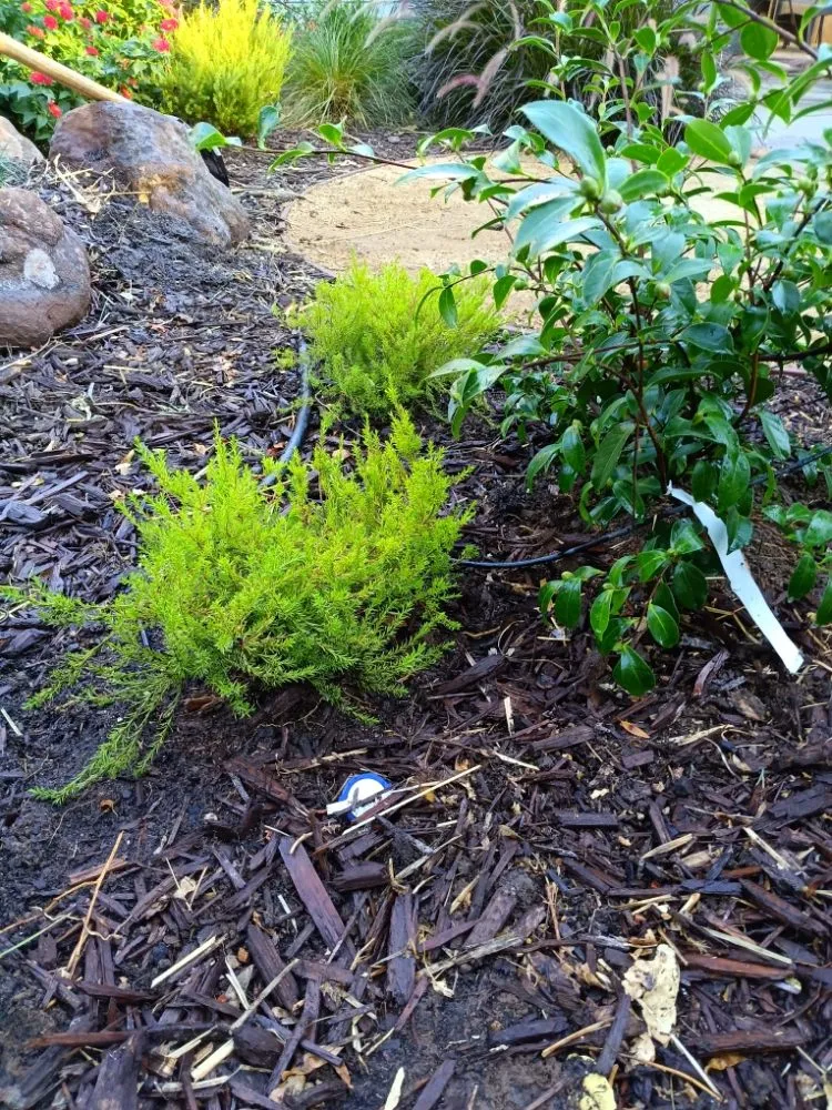 Professional landscaping services in Sacramento, CA by Landscaping Sacramento