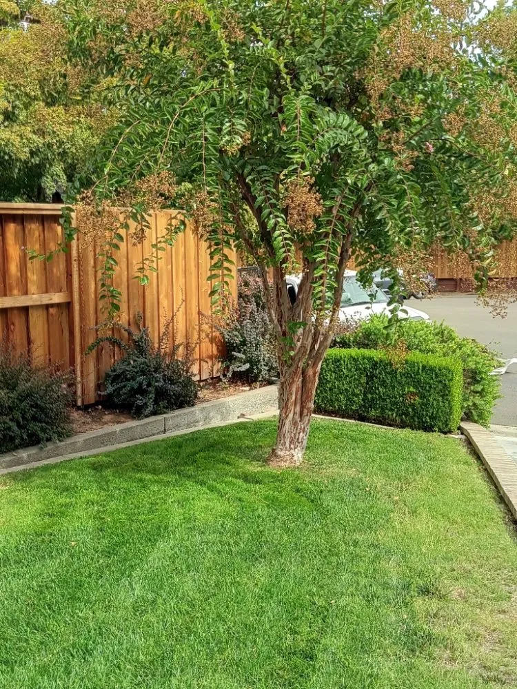 Professional lawn mowing service with custom design across Sacramento, CA - Landscaping Sacramento
