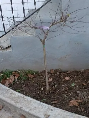 Landscaping Sacramento Logo