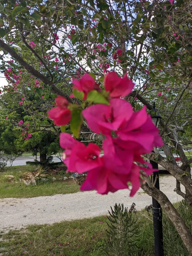 Expert outdoor landscaping in St. Petersburg, FL by Landscaping St Petersburg Pros