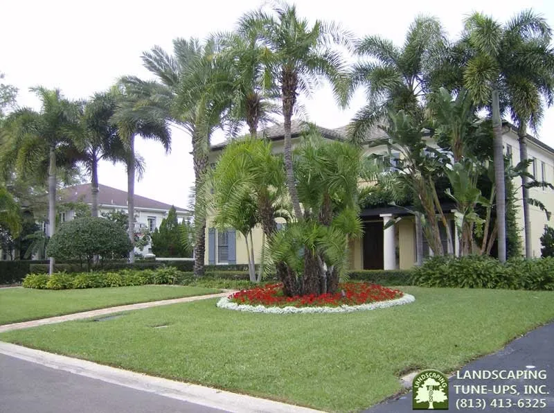 Local yard cleanup service in Tampa, FL - Landscaping Tune-Ups