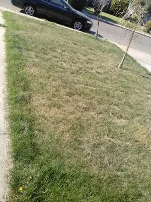 Landscaping Unlimited Logo