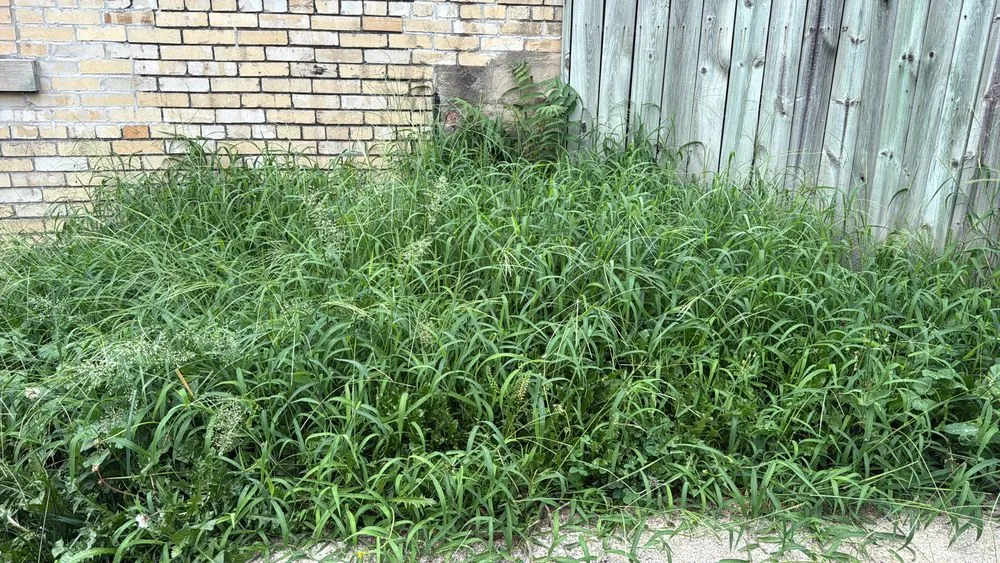 Local yard maintenance for residential properties across Chicago, IL - Landscaping victoria