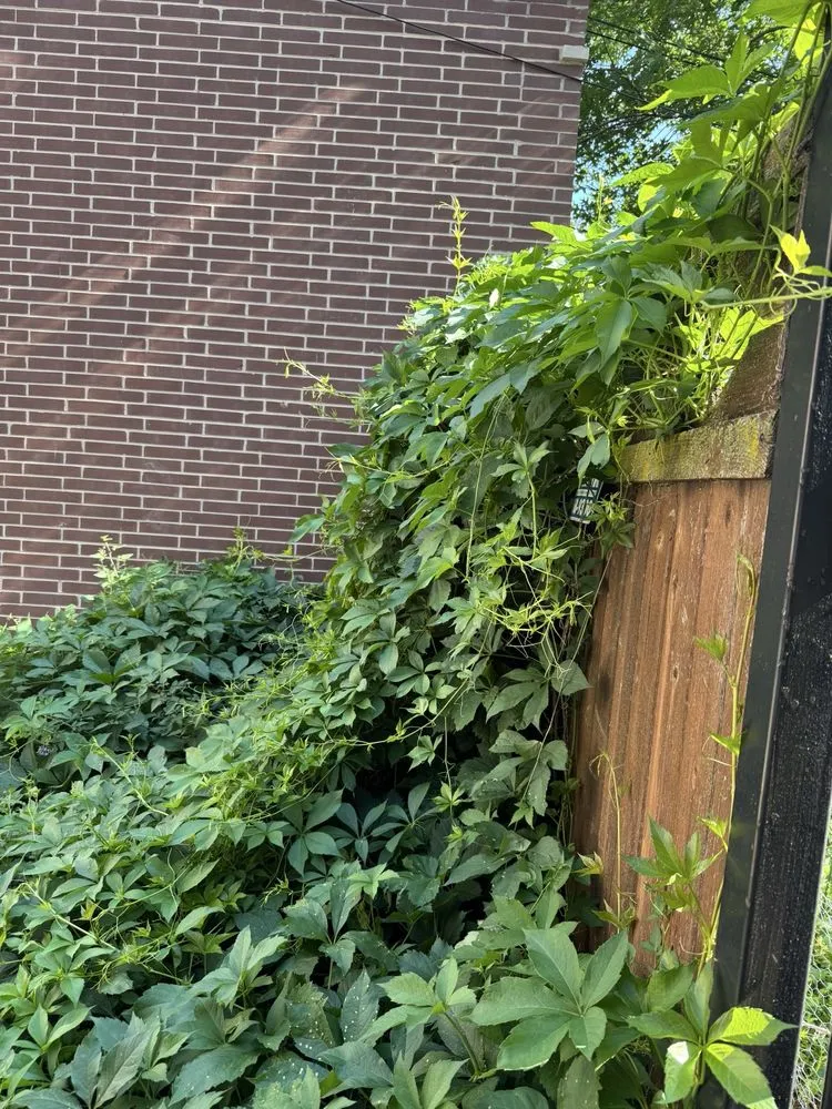 Reliable yard maintenance in Chicago, IL by Landscaping victoria