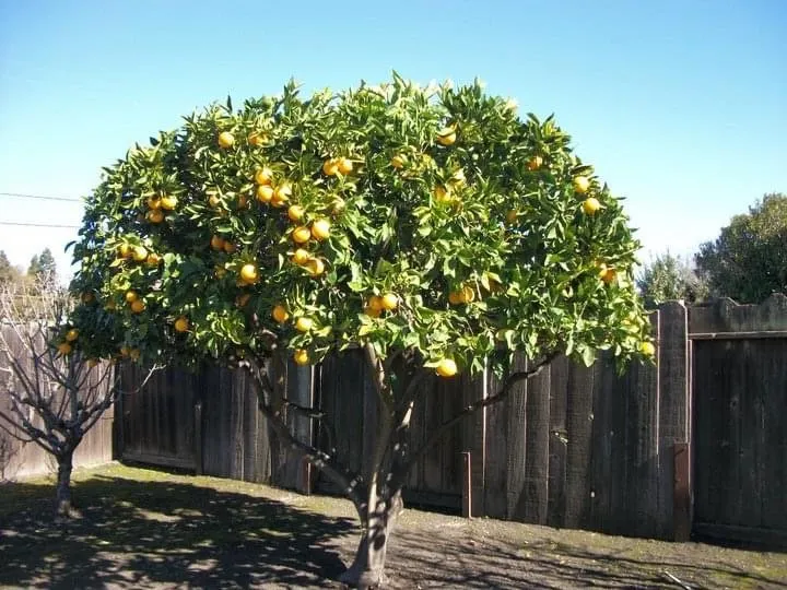 Professional lawn care service for year-round maintenance in Phoenix, AZ by Landscaping with Desert Coral