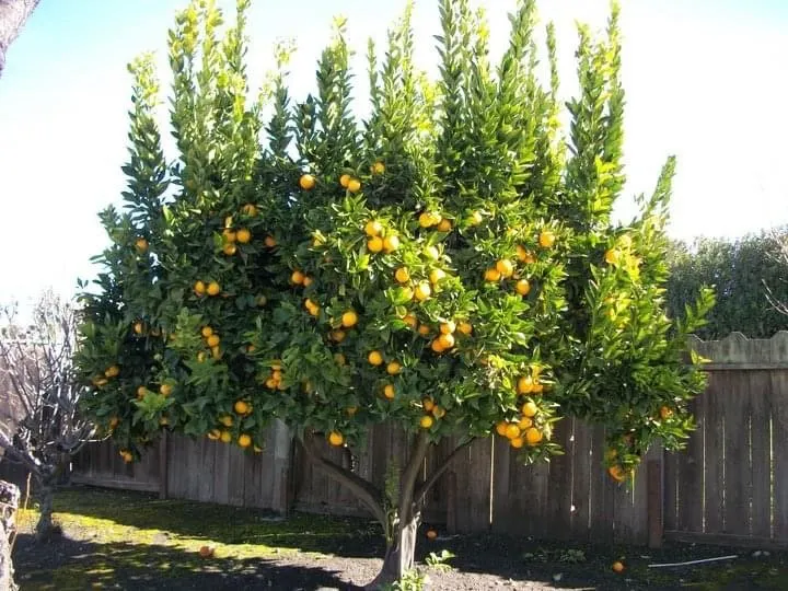 Local landscape design for residential properties across Phoenix, AZ - Landscaping with Desert Coral